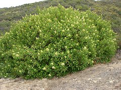 malosma laurina