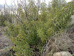 malosma laurina