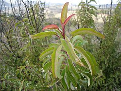 malosma laurina