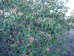 rhus ovata