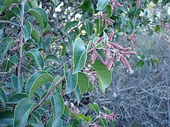 rhus ovata