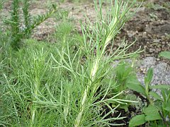 artemisia californica