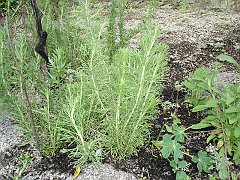 artemisia californica
