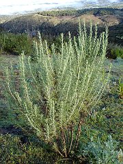 artemisia californica