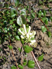 lonicera subspicata var. denudata