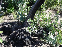 arctostaphylos glandulosa 
