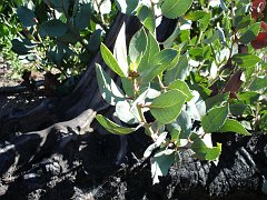 arctostaphylos glandulosa 