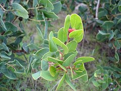 arctostaphylos glandulosa 