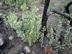 arctostaphylos glandulosa 