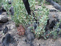 arctostaphylos glandulosa 