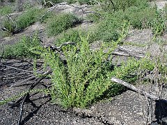 eriogonum fasciculatum