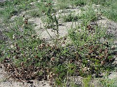 eriogonum fasciculatum
