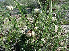 eriogonum fasciculatum