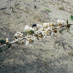 ceanothus crassifolius