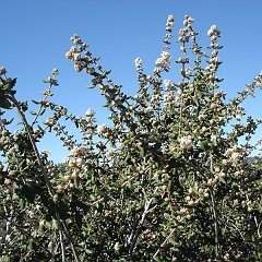 ceanothus crassifolius