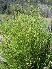 adenostoma fasciculatum