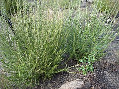 adenostoma fasciculatum