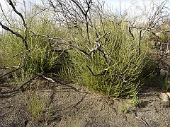 adenostoma fasciculatum