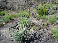 hesperoyucca whipplei