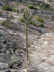 hesperoyucca whipplei