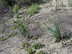 hesperoyucca whipplei