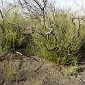 adenostoma fasciculatum