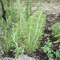 artemisia californica