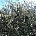 ceanothus crassifolius