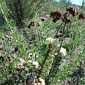 erigonum fasciculatum