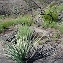 hesperoyucca whipplei