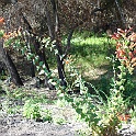 keckiella cordifolia
