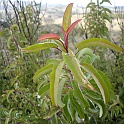 malosma laurina