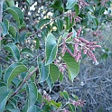 rhus ovata