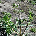 salvia mellifera