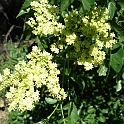 sambucus mexicana