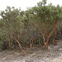 xylococcus bicolor