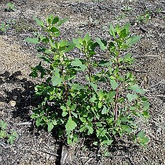 chenopodium album