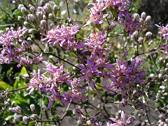 acourtia microcephala