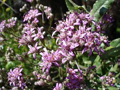 acourtia microcephala