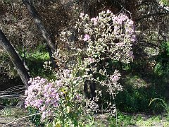 acourtia microcephala