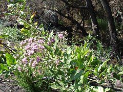 acourtia microcephala