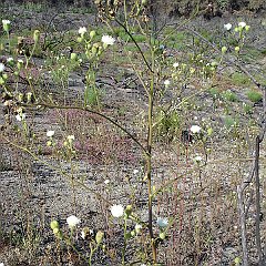 chaenactis artemisiifolia