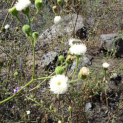 chaenactis artemisiifolia