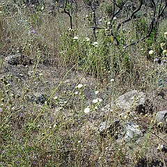 chaenactis artemisiifolia