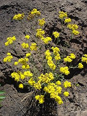 eriophyllum confertiflorum
