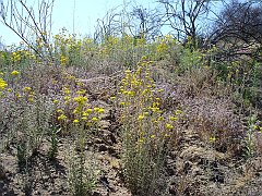 eriophyllum confertiflorum