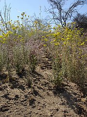 eriophyllum confertiflorum