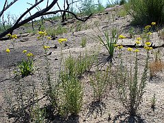 eriophyllum confertiflorum