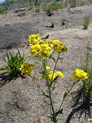 eriophyllum confertiflorum