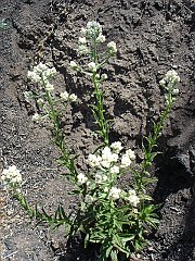gnaphalium californicum